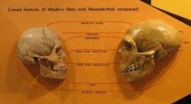 Sapiens_neanderthal_comparison.jpg Sapiens_neanderthal_comparison.jpg