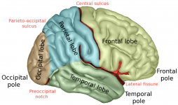 1200px-LobesCaptsLateral.png 1200px-LobesCaptsLateral.png